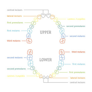 Each tooth in your mouth serves a unique purpose – find out what that is with this anatomy lesson from your dentist in Lynnfield, MA, Dr. Rob Schumacher. 