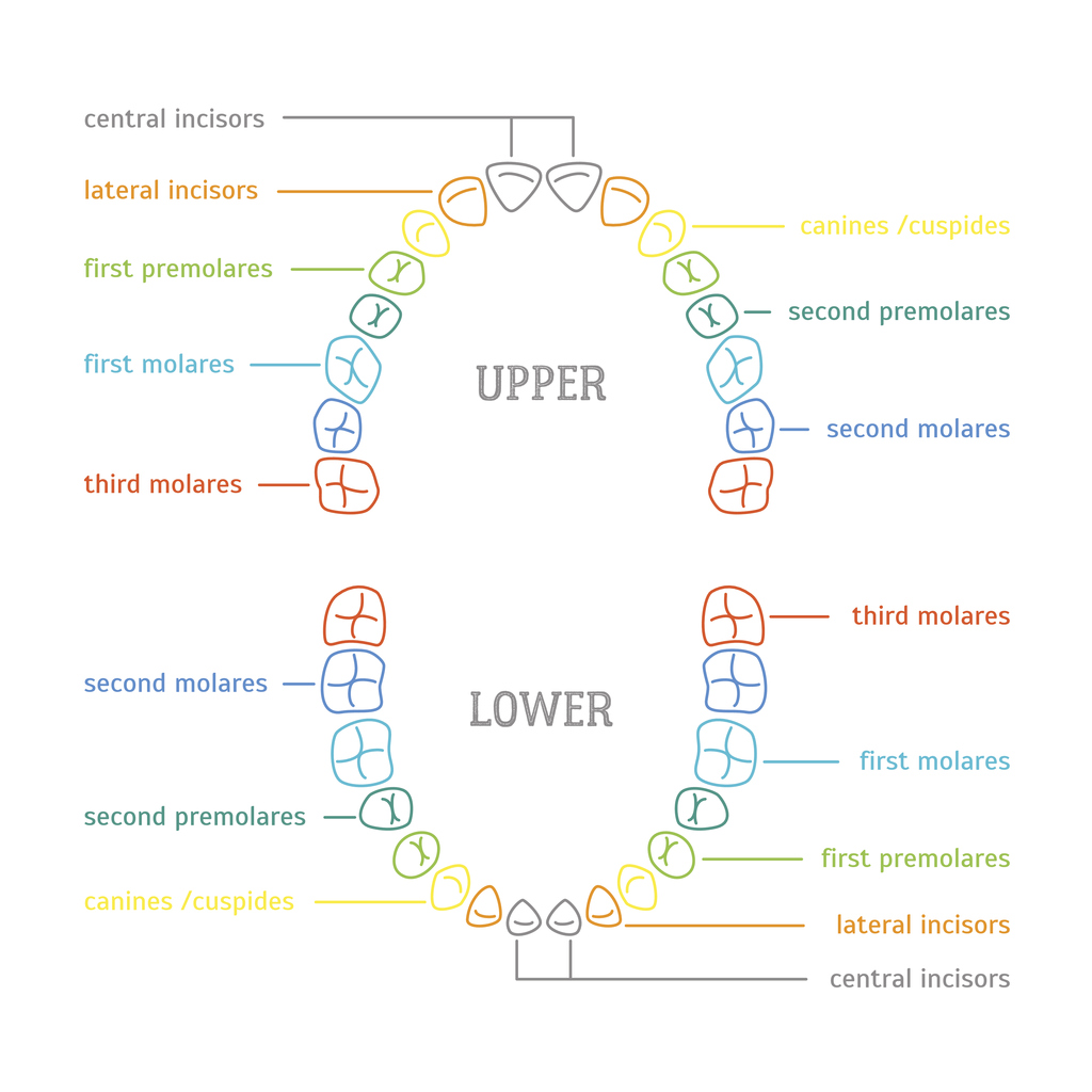 The Story Behind Your Teeth From Your Dentist In Lynnfield, MA